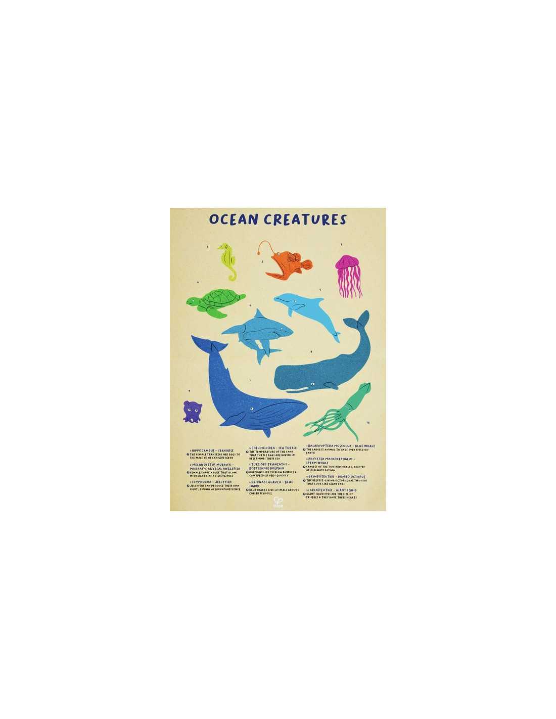 Póster educativo "Ocean Creatures" incluído com o Hape Puzzle Baleia, ilustrando vários animais marinhos com os seus nomes.