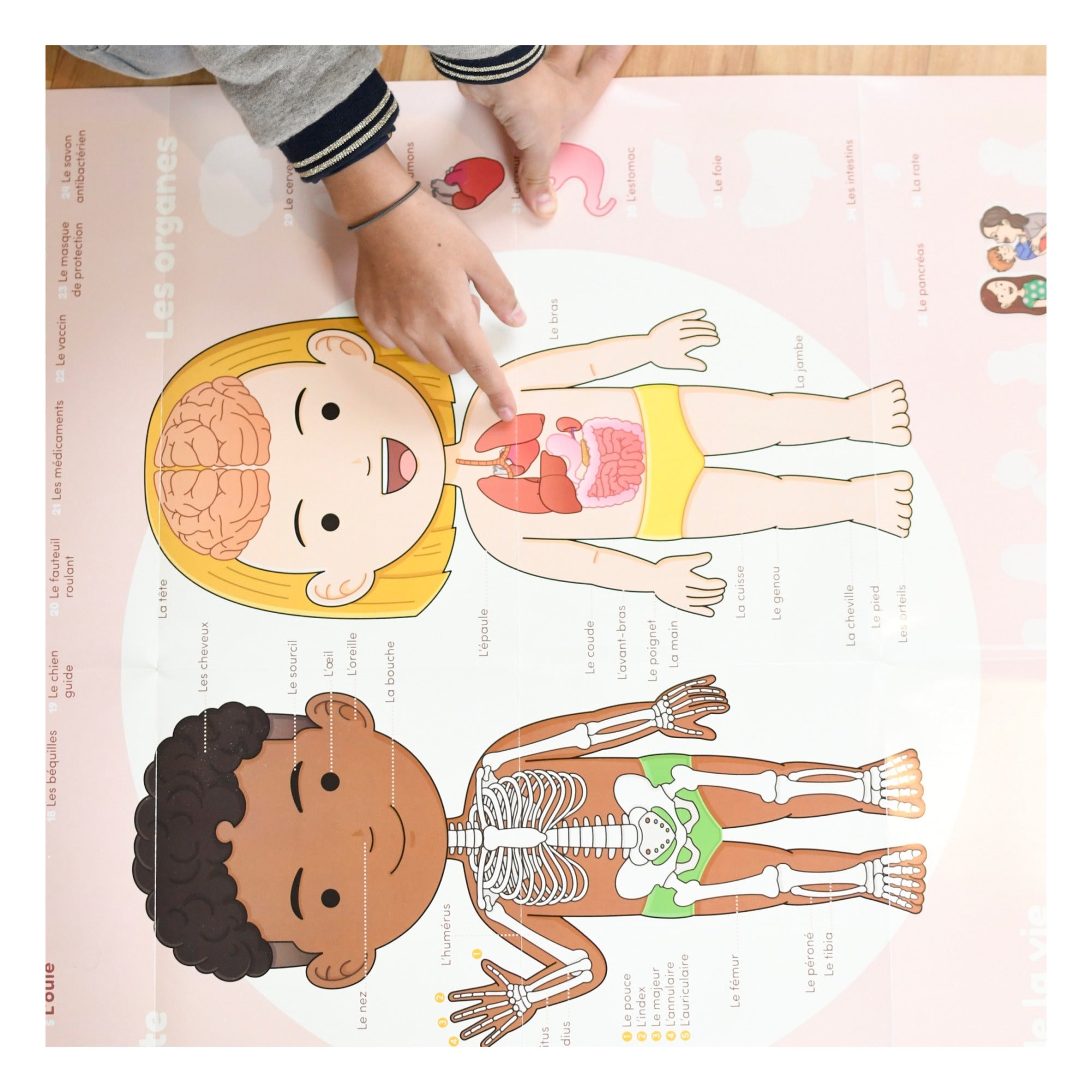 Poppik DISCOVERY - póster con pegatinas del cuerpo humano