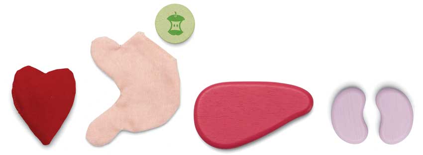 Os órgãos de madeira do conjunto cirúrgico PlanToys apresentados individualmente, destacando as cores e formas realistas.