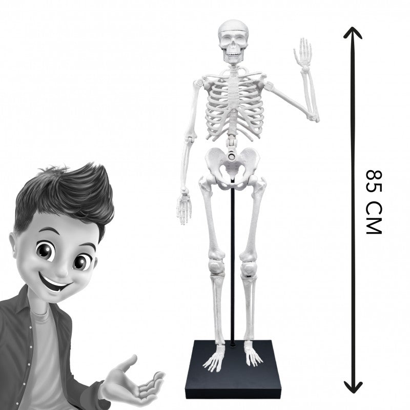 Demonstração da altura do esqueleto Buki de 85cm, comparado com uma ilustração de uma criança sorridente, destacando o tamanho do modelo.