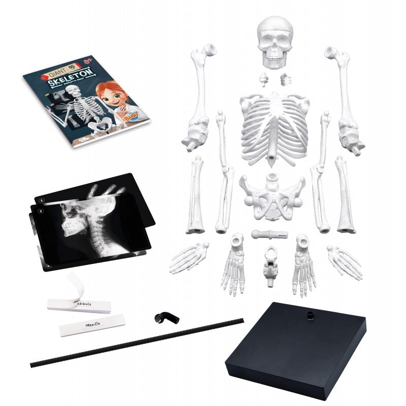 Componentes do kit Buki Esqueleto 85cm: ossos desmontados, base, 10 radiografias, manual de instruções e etiquetas de identificação.