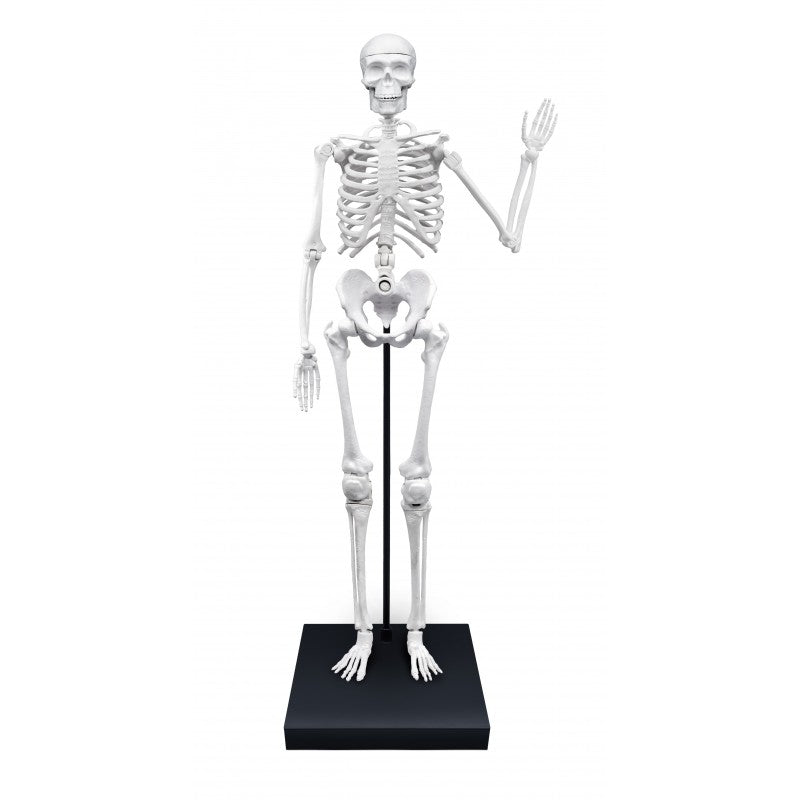 Esqueleto humano de 85cm montado, totalmente articulado, em cor branca, apoiado numa base preta, ideal para aprendizagem de anatomia.