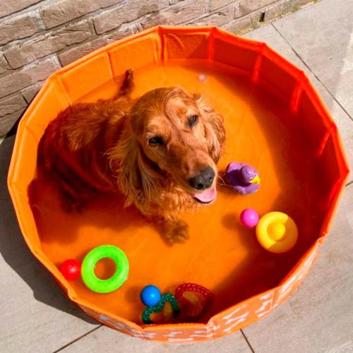 Cachorro Cocker Spaniel dourado a brincar numa piscina dobrável laranja, rodeado de brinquedos de água.
