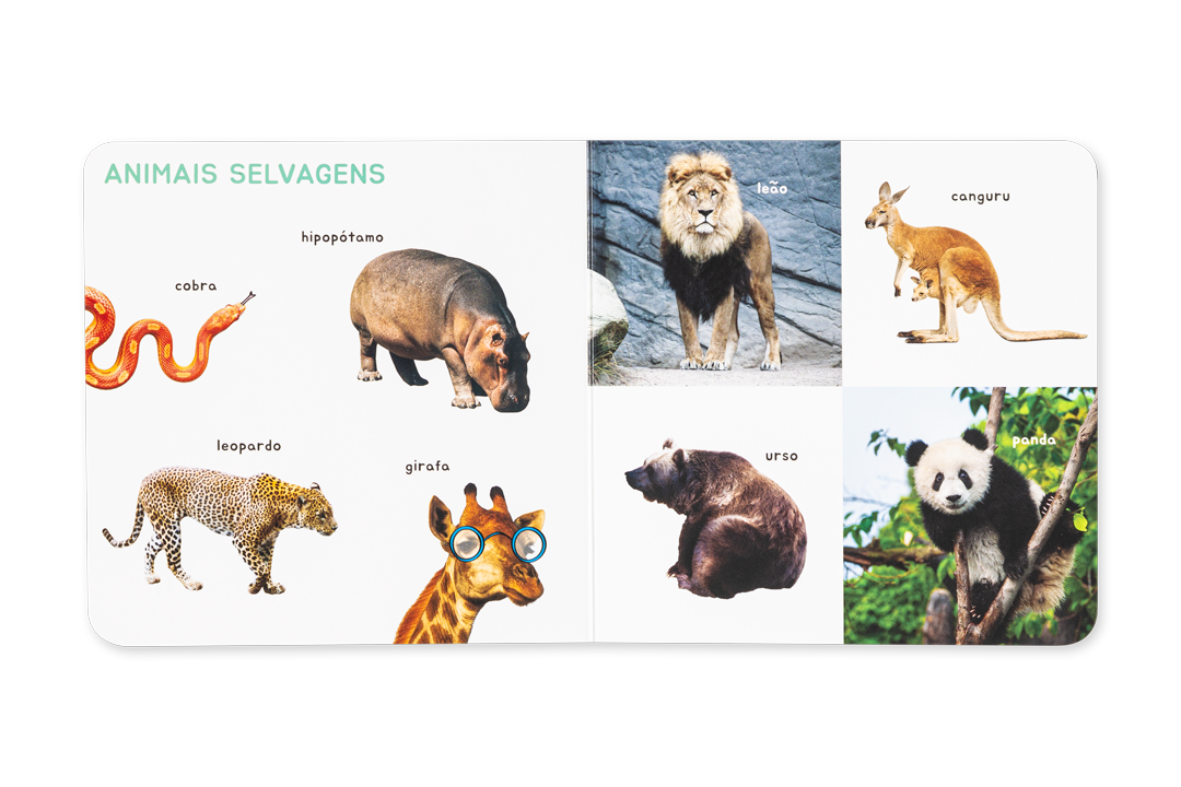 Interior do livro Animais da Edicare com fotografias reais de leão, girafa, panda e hipopótamo.