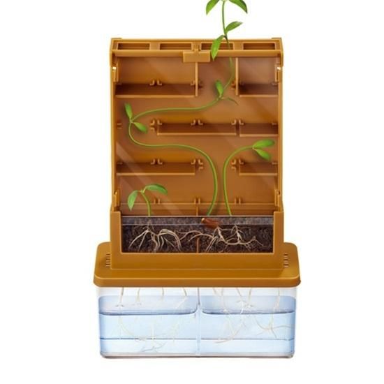 Imagem de exemplo mostrando um feijão a germinar e a crescer através das paredes do labirinto transparente do kit GreenScience.