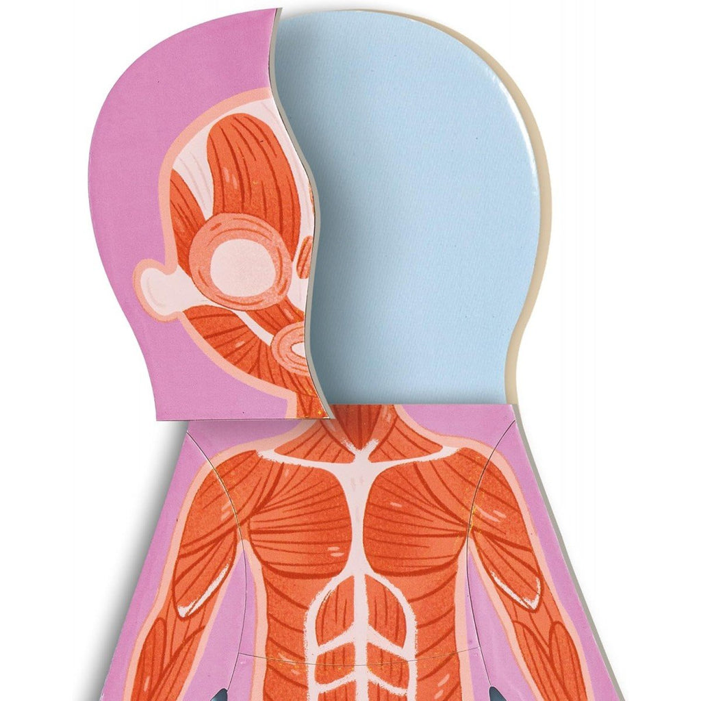 Detalhe das peças magnéticas do Hape Puzzle Corpo Humano, exibindo a camada muscular.