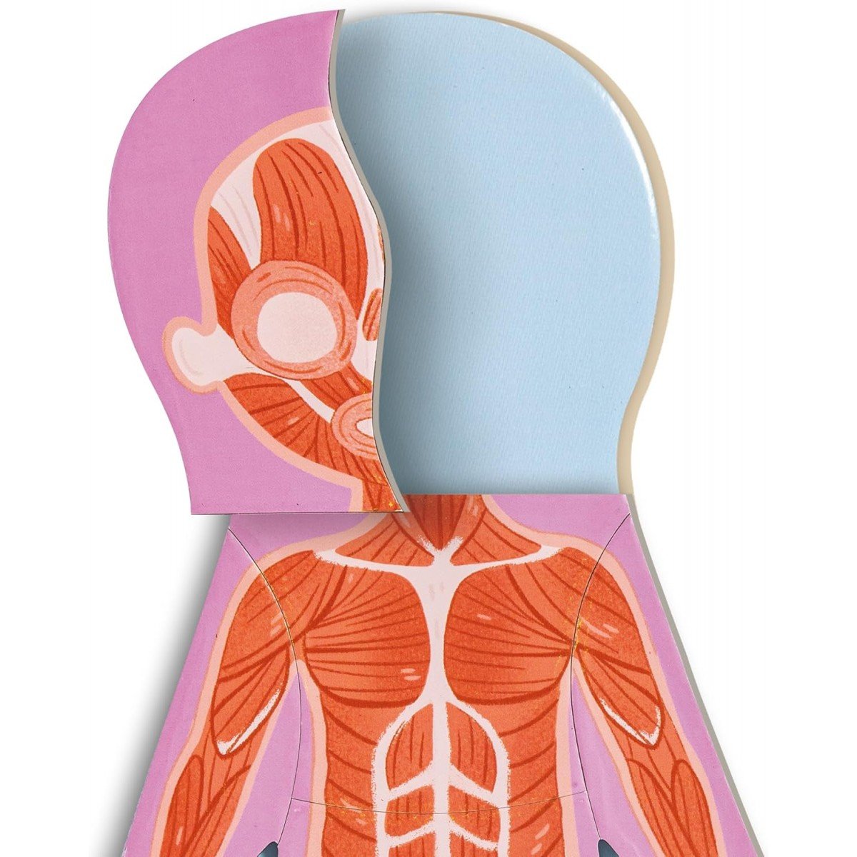 Detalhe das peças magnéticas do Hape Puzzle Corpo Humano, exibindo a camada muscular.