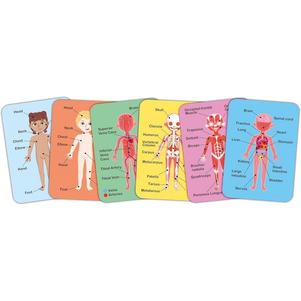 Conjunto de cartas detalhadas do Hape Puzzle Corpo Humano, ilustrando os sistemas do corpo humano.