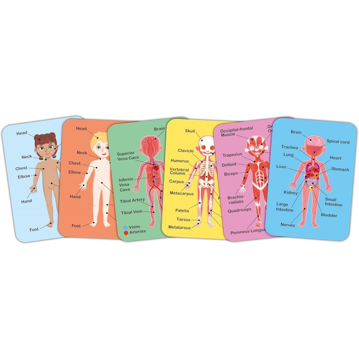 Conjunto de cartas detalhadas do Hape Puzzle Corpo Humano, ilustrando os sistemas do corpo humano.