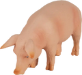 Mojo Porco M