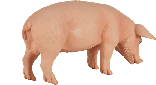 Mojo Porco M