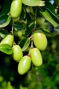 Frutos verdes da planta Jojoba pendurados num ramo com folhas verdes vibrantes sob luz solar.