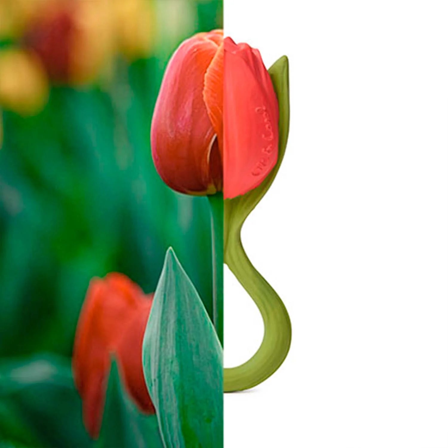 Comparação entre o mordedor Oli & Carol Theo a Tulipa e uma tulipa real, destacando a semelhança.