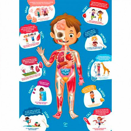 Poster educativo do corpo humano com órgãos e nomes das partes do corpo