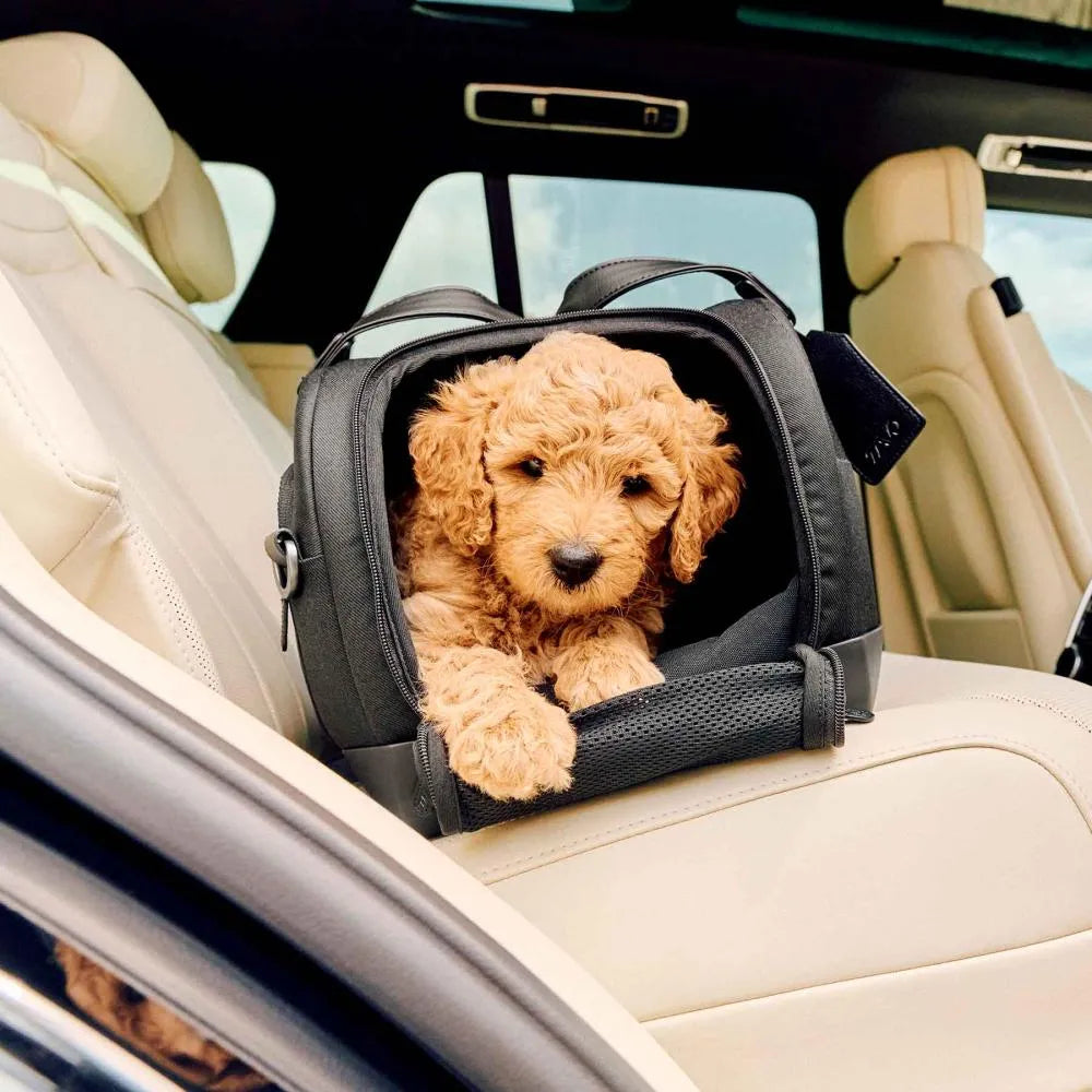 Cachorrinho poodle castanho confortável dentro do transportador TAVO Dupree II preto, colocado no banco de trás de um carro.