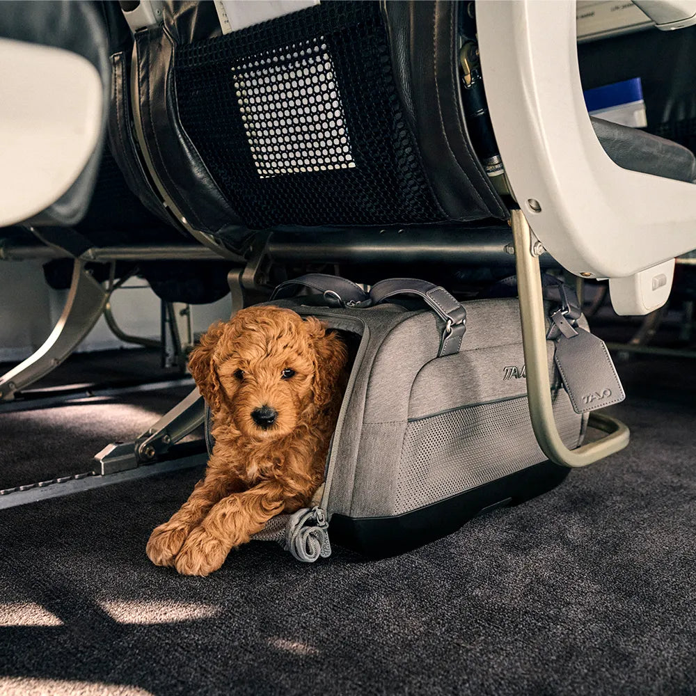Cachorro pequeno (doodle) dentro da transportadora Tavo Dupree II, colocada debaixo do assento de um avião, mostrando a compatibilidade aérea.