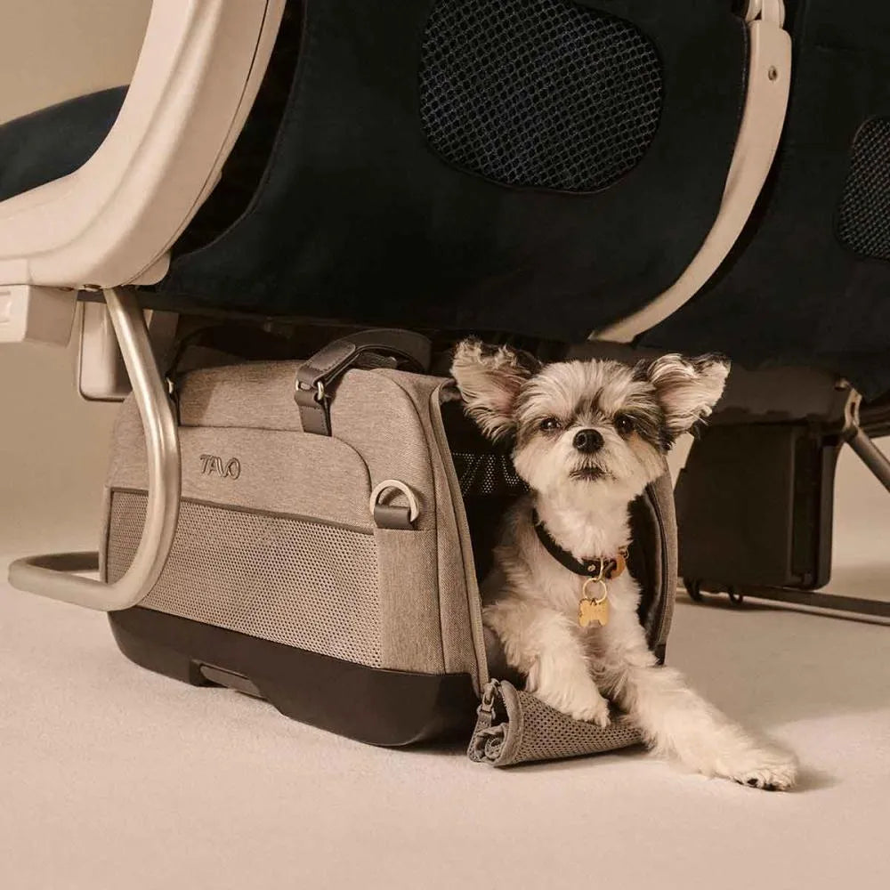 Cão pequeno, raça mista, sentado confortavelmente dentro da transportadora TAVO Dupree II cinzenta, colocada debaixo do assento de um avião.