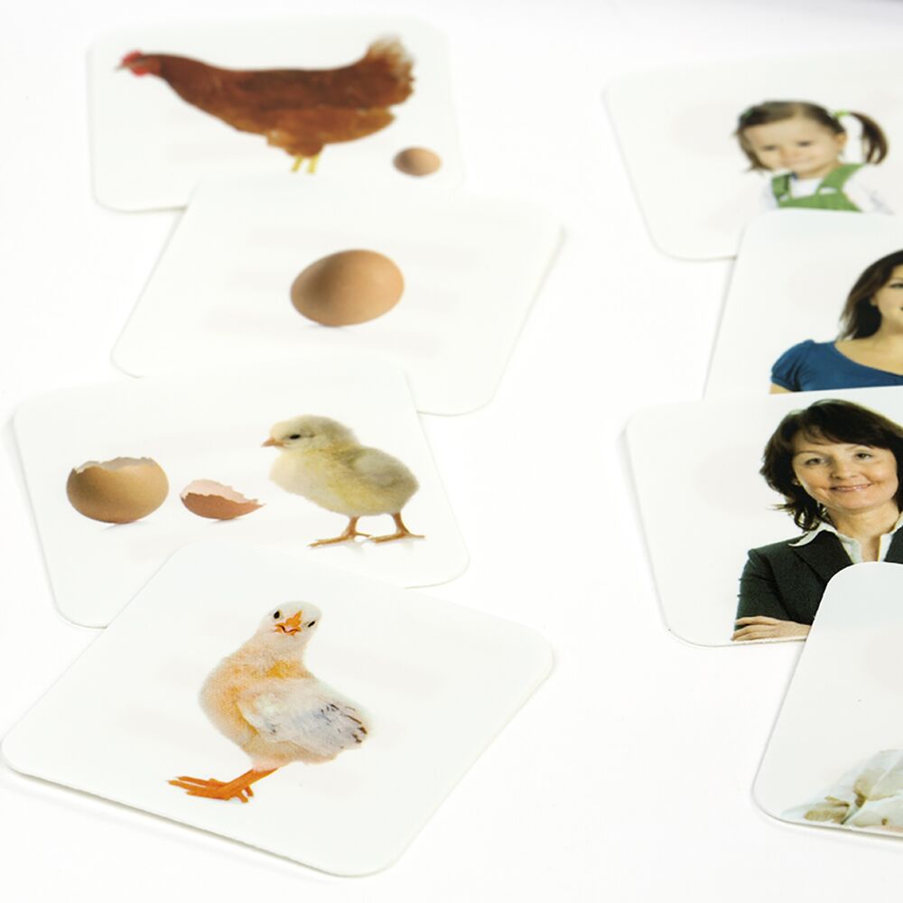 Detalhe das cartas do Miniland Jogo Educativo, incluindo a sequência do ciclo de vida da galinha e retratos.