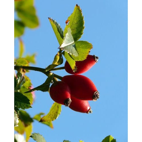 Rosehip Oil 100ml Rosa mosqueta