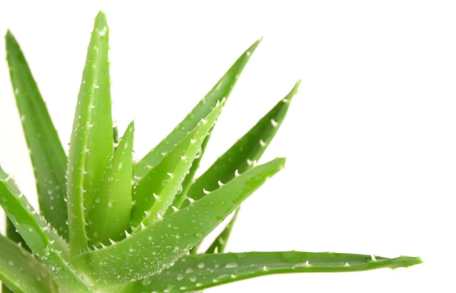 Planta de Aloe Vera com folhas carnudas e gotas de orvalho sobre fundo branco.