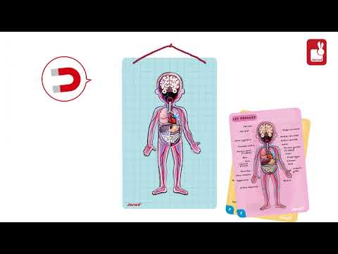 Vídeo promocional do Janod Corpo Humano Magnético mostrando a montagem das camadas.