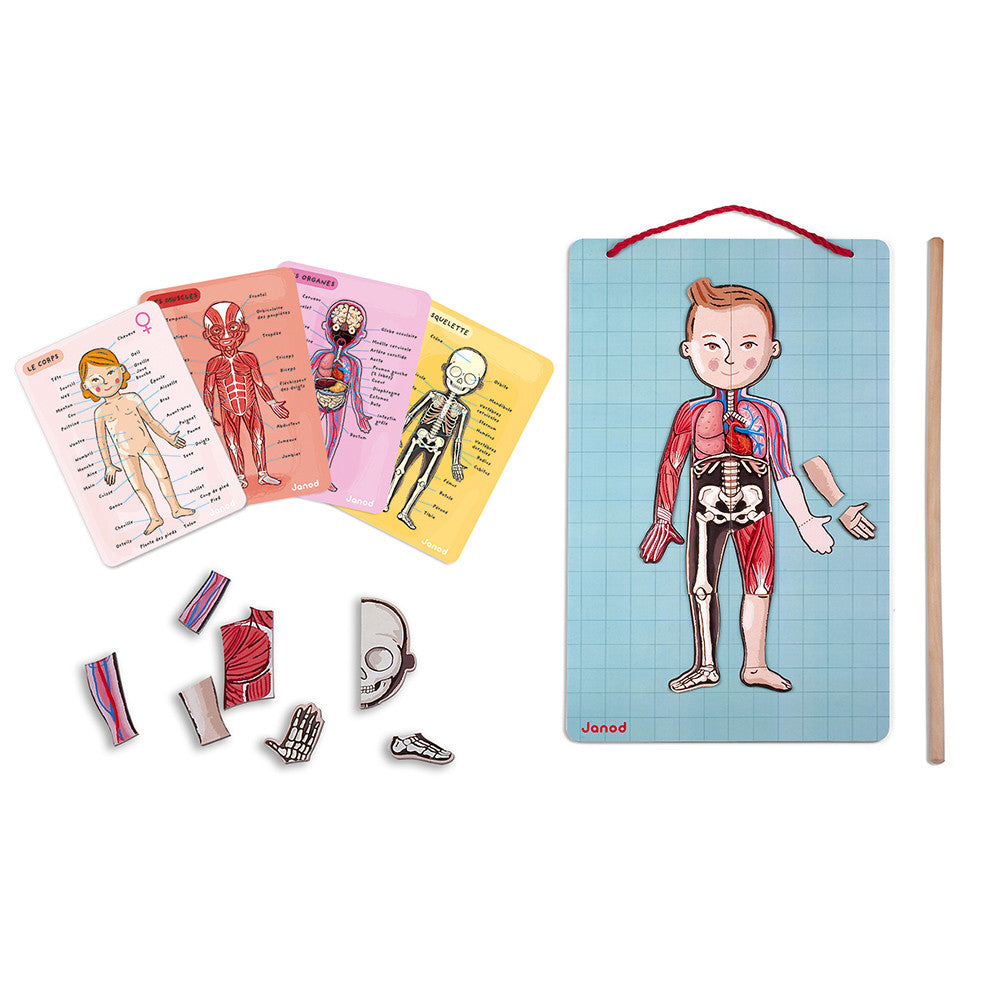 Janod Corpo Humano Magnético com quadro, peças e cartões de corpo, órgãos e músculos.