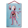 Quadro magnético Janod Corpo Humano mostrando a camada de órgãos e sistema circulatório.