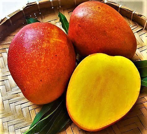 MANGO BUTTER, REFINED 250gr manga