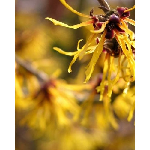 Witch Hazel Water 250ml