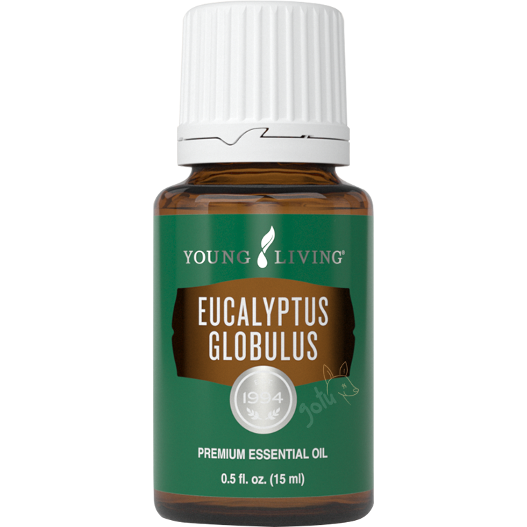 Frasco de 15ml de Óleo Essencial Eucalyptus Globulus da Young Living, com rótulo verde e branco, em fundo neutro.