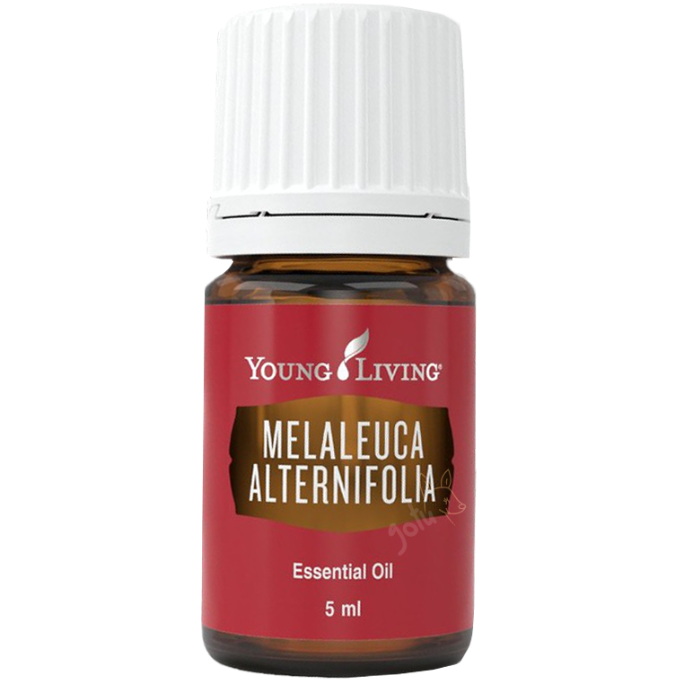 Frasco de óleo essencial Tea Tree Melaleuca da Young Living de 15ml sobre madeira com folhas verdes decorativas.